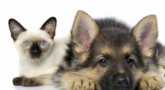 Картинка по теме - как найти пропавшее животное