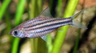 Картинка по теме - как выкормить мальков