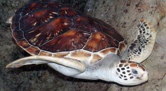 Картинка по теме - как определить вид черепахи
