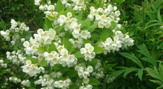 Картинка по теме - как вырастить жасмин