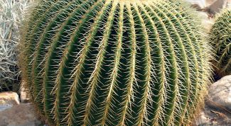 Картинка по теме - как растить кактусы