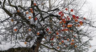 Картинка по теме - как утеплять деревья