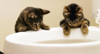 Картинка по теме - как приучить котенка к унитазу