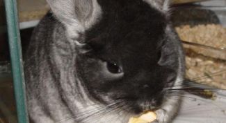 Картинка по теме - как содержать шиншиллу