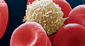 Картинка по теме - что такое лейкоциты