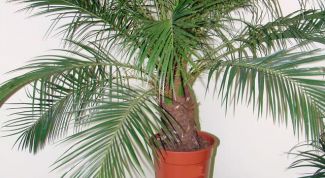 Картинка по теме - как поливать финиковую пальму