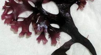 Картинка по теме - как сделать агар