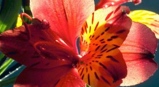 Картинка по теме - как сделать оранжерею