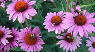 Картинка по теме - как применять эхинацею