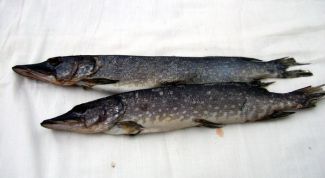 Картинка по теме - как разделать щуку