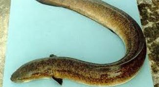 Картинка по теме - как приготовить угря