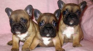 Картинка по теме - как выбрать щенка французского бульдога