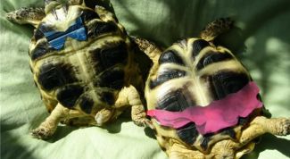 Картинка по теме - как узнать пол сухопутной черепахи