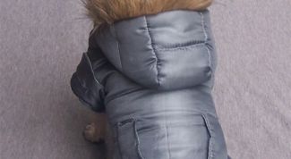 Картинка по теме - как сшить куртку для собаки