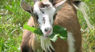 Картинка по теме - как повысить удои козы