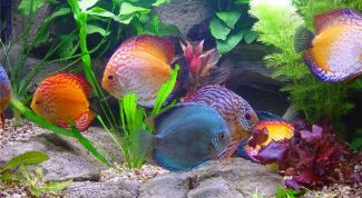 Картинка по теме - как повысить жесткость воды