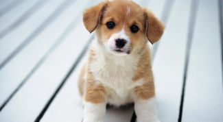 Картинка по теме - как отучить собаку писать в квартире