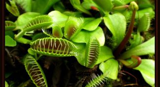 Картинка по теме - что такое макромир