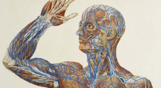 Картинка по теме - что такое организм