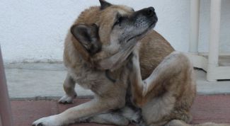 Картинка по теме - как избавиться от блох у собак