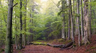 Картинка по теме - как купить лес