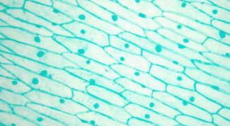 Картинка по теме - что такое цитология