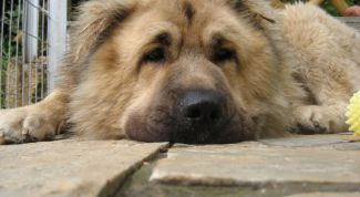 Картинка по теме - как воспитать кавказскую овчарку