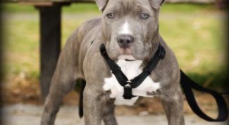 Картинка по теме - как дрессировать питбуля