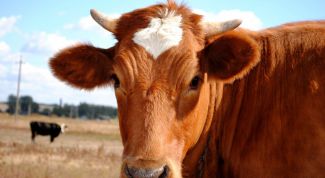 Картинка по теме - как заняться фермерством