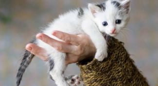 Картинка по теме - как измерить температуру котенку