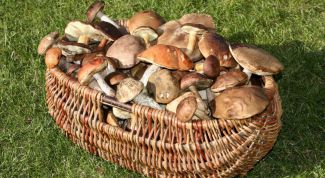 Картинка по теме - как обрабатывать грибы