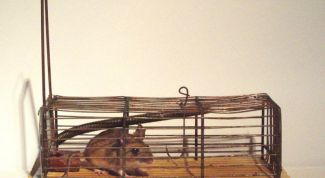 Картинка по теме - как поставить мышеловку