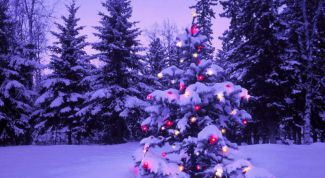 Картинка по теме - как выбрать елку