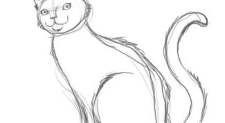 Картинка по теме - как нарисовать ребенку кошку