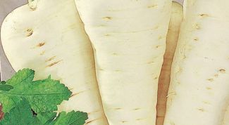 Картинка по теме - как вырастить пастернак