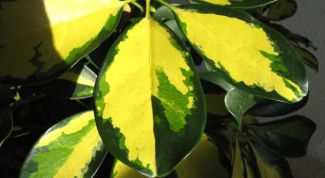 Картинка по теме - как вырастить шефлеру