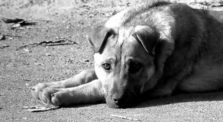 Картинка по теме - как избавиться от бездомных собак