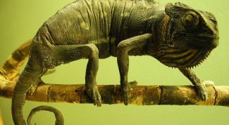 Картинка по теме - как содержать хамелеона