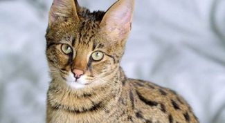 Картинка по теме - как взять анализ мочи у кота