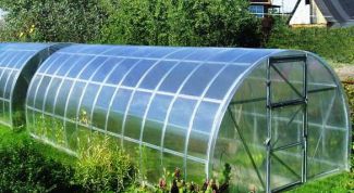 Картинка по теме - как вырастить цветы в теплице