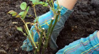 Картинка по теме - как высаживать розу