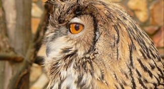 Картинка по теме - как нарисовать филина