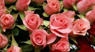 Картинка по теме - как хранить срезанные розы