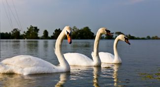 Картинка по теме - как разучиться ревновать