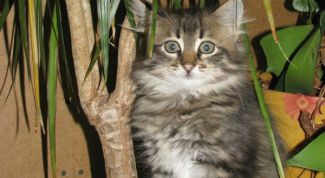 Картинка по теме - как отучить кошку гадить в цветы