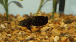 Картинка по теме - почему мутнеет вода