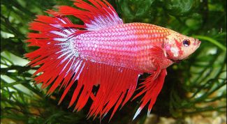 Картинка по теме - как кормить рыбку петушка