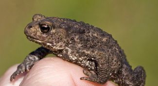 Картинка по теме - что такое папиллома