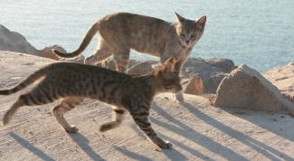 Картинка по теме - что такое этология