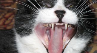 Картинка по теме - как лечить десны котам